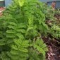 Crispum Fernleaf Tansy